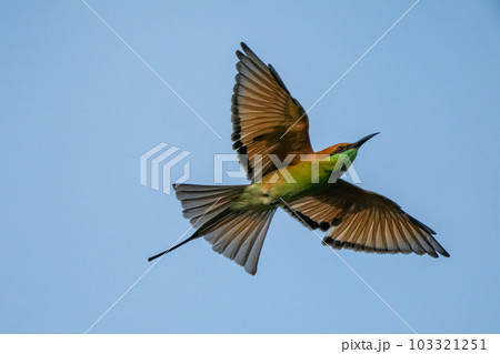 Green Bee-Eater, Little Green bee-eater, Merops Orientalis Green Bee-Eater, Little Green bee-eater, Merops Orientalis 103321251