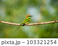 Green Bee-Eater, Little Green bee-eater, Merops Orientalis 103321254
