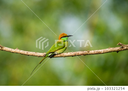 Green Bee-Eater, Little Green bee-eater, Merops Orientalis Green Bee-Eater, Little Green bee-eater, Merops Orientalis 103321254