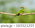 Green Bee-Eater, Little Green bee-eater, Merops Orientalis 103321255