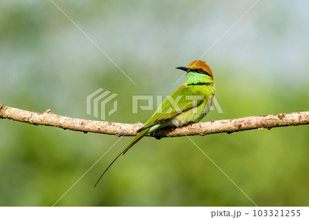 Green Bee-Eater, Little Green bee-eater, Merops Orientalis 103321255