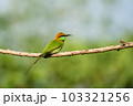 Green Bee-Eater, Little Green bee-eater, Merops Orientalis 103321256