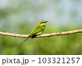 Green Bee-Eater, Little Green bee-eater, Merops Orientalis 103321257
