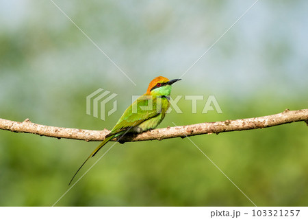 Green Bee-Eater, Little Green bee-eater, Merops Orientalis Green Bee-Eater, Little Green bee-eater, Merops Orientalis 103321257
