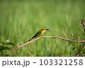 Green Bee-Eater, Little Green bee-eater, Merops Orientalis 103321258
