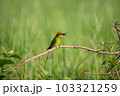 Green Bee-Eater, Little Green bee-eater, Merops Orientalis 103321259