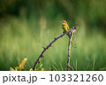 Green Bee-Eater, Little Green bee-eater, Merops Orientalis 103321260