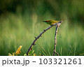 Green Bee-Eater, Little Green bee-eater, Merops Orientalis 103321261