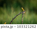 Green Bee-Eater, Little Green bee-eater, Merops Orientalis 103321262