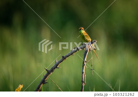 Green Bee-Eater, Little Green bee-eater, Merops Orientalis Green Bee-Eater, Little Green bee-eater, Merops Orientalis 103321262