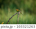 Green Bee-Eater, Little Green bee-eater, Merops Orientalis 103321263