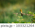 Green Bee-Eater, Little Green bee-eater, Merops Orientalis 103321264