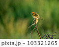 Green Bee-Eater, Little Green bee-eater, Merops Orientalis 103321265