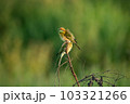 Green Bee-Eater, Little Green bee-eater, Merops Orientalis 103321266