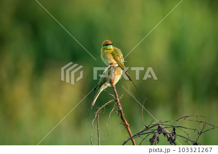 Green Bee-Eater, Little Green bee-eater, Merops Orientalis 103321267
