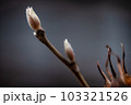 春の訪れを待つ冬芽 103321526