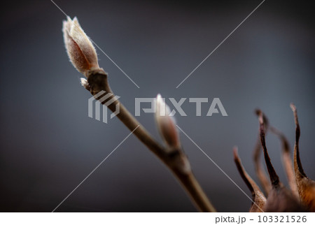 春の訪れを待つ冬芽 春の訪れを待つ冬芽 103321526