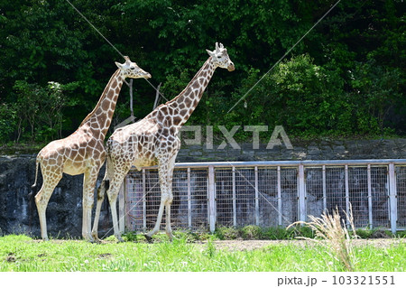 園内のアミメキリン（東山動植物園） 103321551