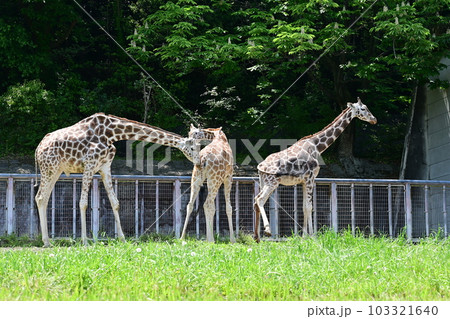 園内のアミメキリン(東山動植物園) 園内のアミメキリン(東山動植物園) 103321640