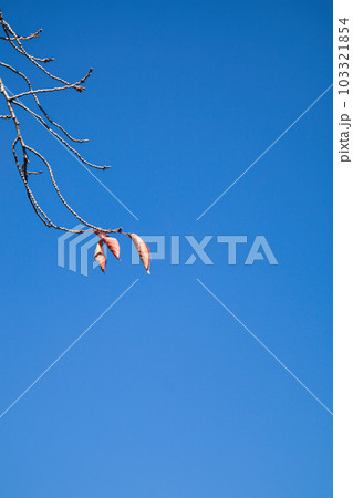 快晴の秋空と枝に残った最後の枯葉 快晴の秋空と枝に残った最後の枯葉 103321854