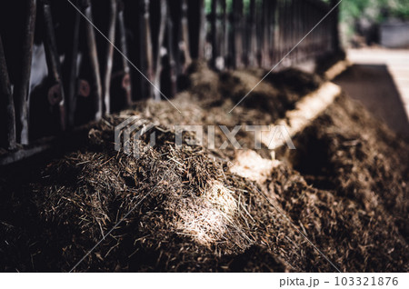 Row of silage in a dairy barn with stanchions. for cattle to eat through. Row of silage in a dairy barn with stanchions. for cattle to eat through. 103321876