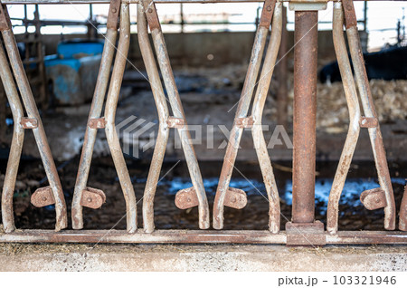 Row of stanchions in a dairy barn made for cattle to eat through and remain seperate.  103321946