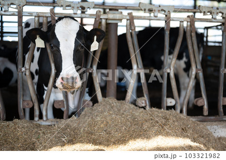 Holstein dairy cow with head through a stanchion to eat silage in a barn. Holstein dairy cow with head through a stanchion to eat silage in a barn. 103321982