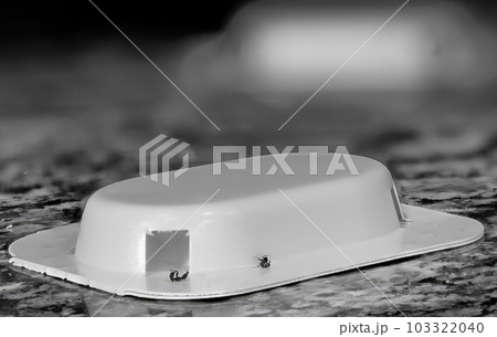 Ant trap poison bate on a granite kitchen countertop 103322040