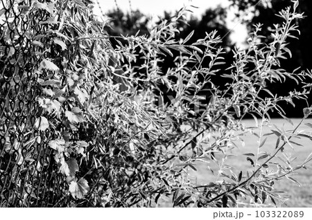 Overgrown industrial chain link fence with trees and brush passing through Overgrown industrial chain link fence with trees and brush passing through 103322089
