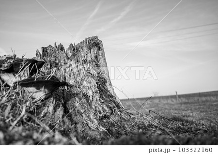 Old rotting tree stump showing age and decay from many years.  103322160