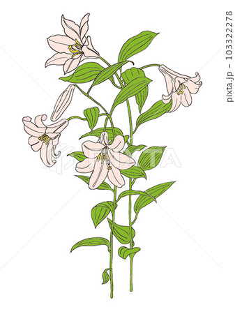 カサブランカの花・イラストのイラスト素材 [103322278] - PIXTA