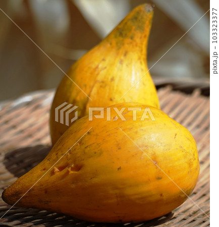 カニステル 103323377