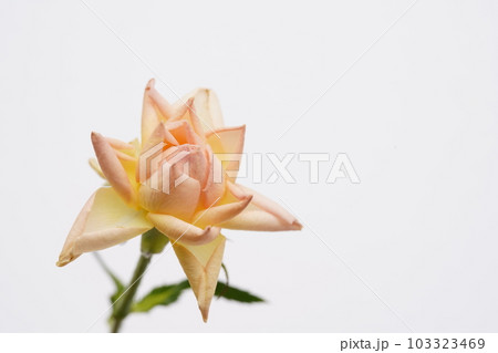星のような薔薇 星のような薔薇 103323469