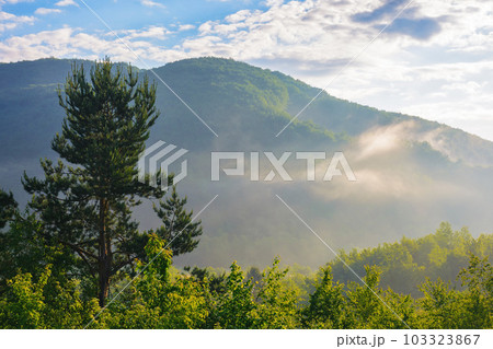 beautiful dawn in mountains with fog in the valley. forested hills covered in morning mist beautiful dawn in mountains with fog in the valley. forested hills covered in morning mist 103323867
