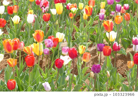 岐阜県　牧歌の里の風景　チューリップ 103323966