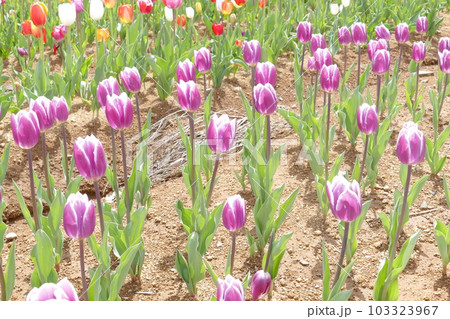 岐阜県 牧歌の里の風景 チューリップ 岐阜県 牧歌の里の風景 チューリップ 103323967