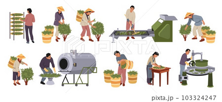Tea industry. Gardening, agriculture production, drink raw materials growing and collecting process, people on plantation, air drying, rolling and fermentation in equipment, vector set 103324247