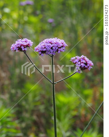 三尺バーベナ（ヤナギハナガサ／Verbena bonariensis） 103324273