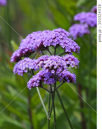 三尺バーベナ(ヤナギハナガサ/Verbena bonariensis) 三尺バーベナ(ヤナギハナガサ/Verbena bonariensis) 103324319