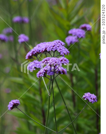 三尺バーベナ(ヤナギハナガサ/Verbena bonariensis) 三尺バーベナ(ヤナギハナガサ/Verbena bonariensis) 103324320
