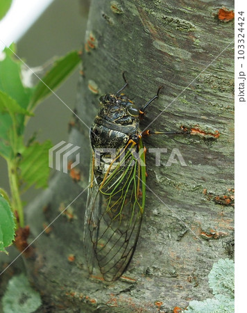 夏イメージ（クマゼミ） 103324424