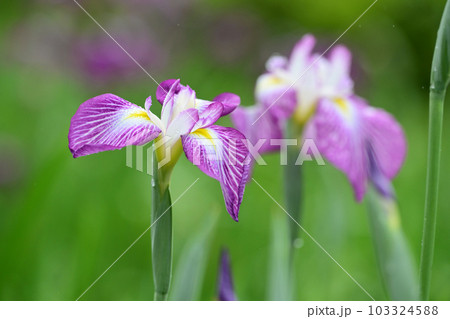 梅雨イメージ（ハナショウブ：花菖蒲） 103324588