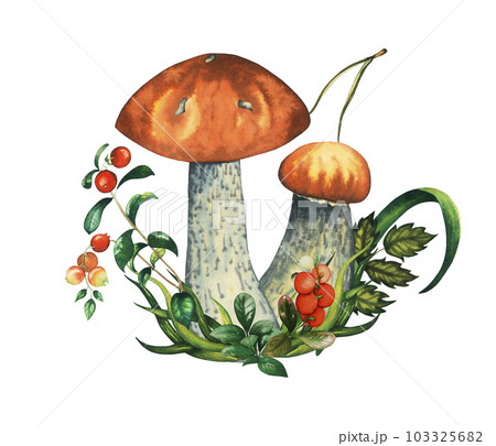 Composition with couple of watercolour wild forest leccinum aurantiacum red edible mushrooms with leaves, cranberries and pine needle. Isolated hand drawn illustration on white background 103325682