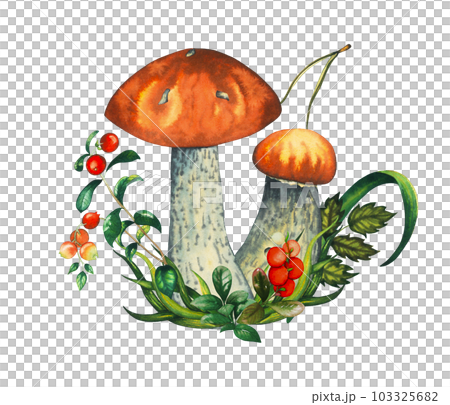 Composition with couple of watercolour wild forest leccinum aurantiacum red edible mushrooms with leaves, cranberries and pine needle. Isolated hand drawn illustration on white background 103325682