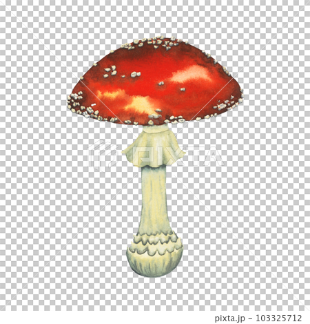 Watercolour wild forest leccinum aurantiacum red edible mushroom. Isolated hand drawn illustration on white background 103325712