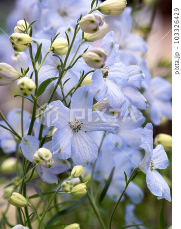 デルフィニウムの花苗 デルフィニウムの花苗 103326429