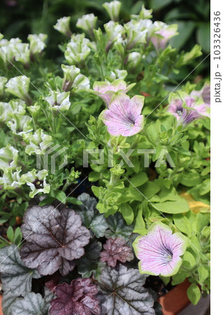おしゃれなペチュニアの花寄せ植え 103326436
