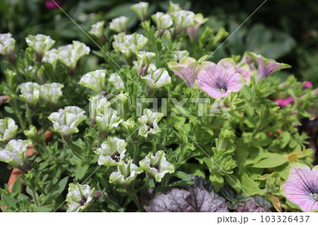 おしゃれなペチュニアの花寄せ植え 103326437