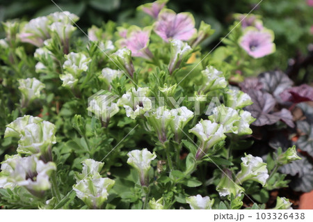おしゃれなペチュニアの寄せ植え おしゃれなペチュニアの寄せ植え 103326438