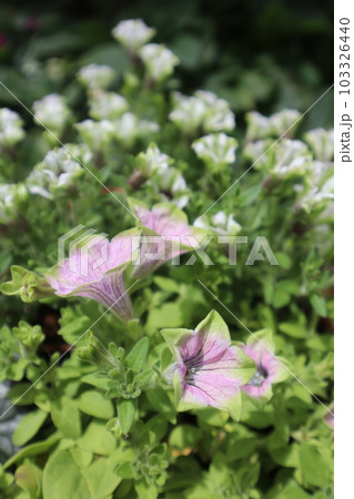 おしゃれなペチュニアの花寄せ植え 103326440